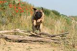 BULLMASTIFF 215